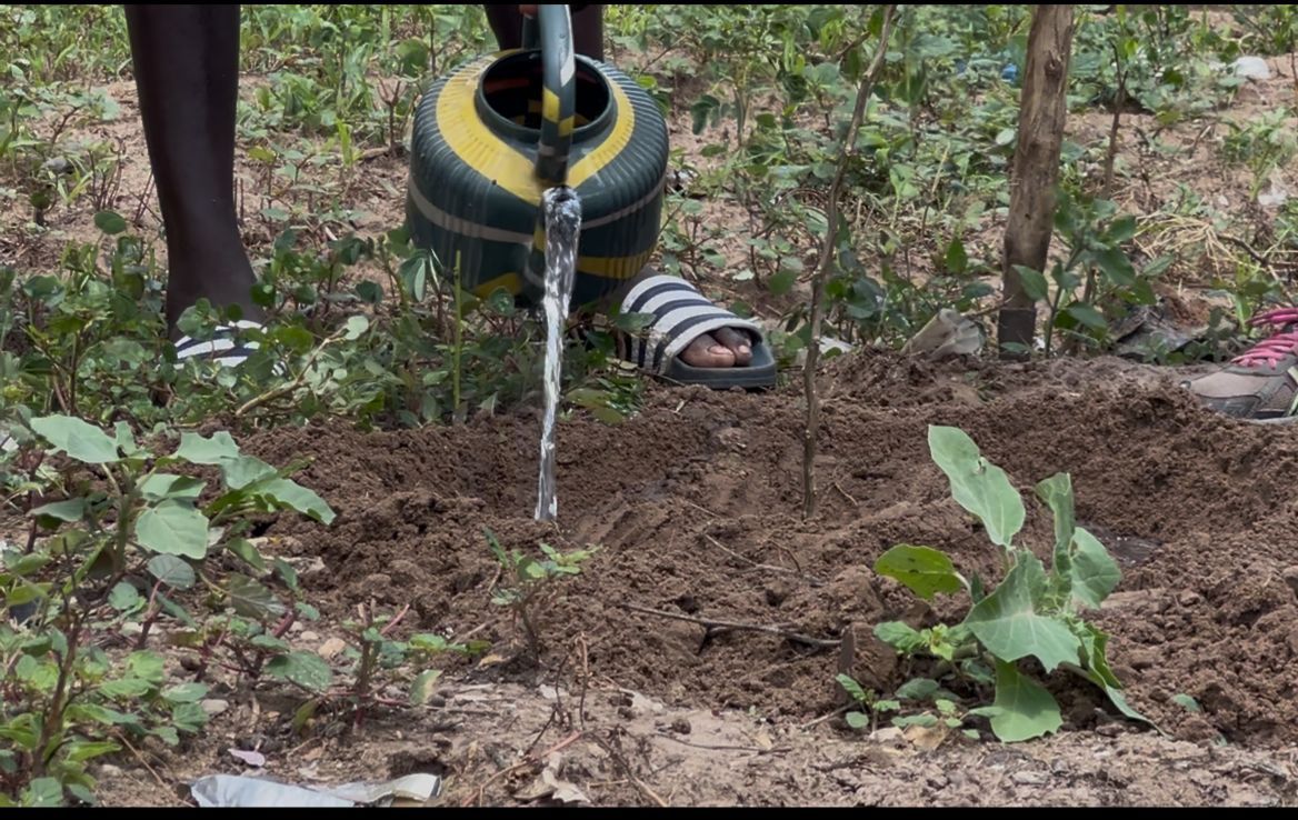 Arrosage d'un jeune arbre fraîchement planté